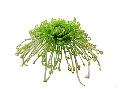 綠色菊花