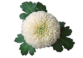 菊花素材