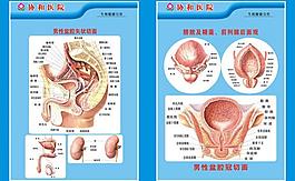 男性盆腔切面圖圖片