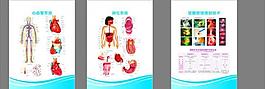 医疗解剖图 （注解剖图未分层）图片