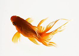 金魚標志圖案素材