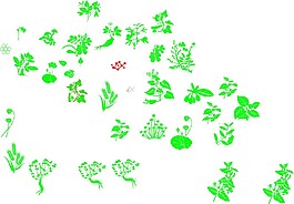 中草藥矢量圖