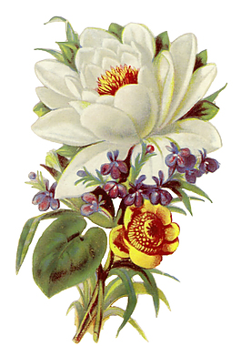 花朵素材