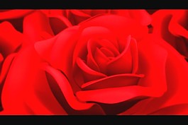 玫瑰花視頻素材素材下載
