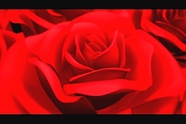 玫瑰花