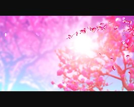 花朵視頻素材