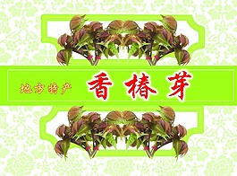 香椿芽
