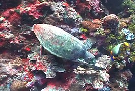 海洋生物素材下載
