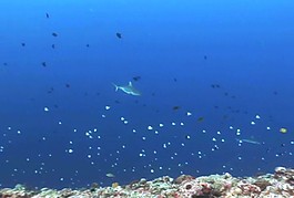海洋生物模板下載