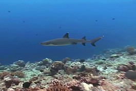 海洋生物