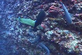海底生物