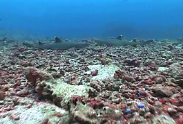 海底世界