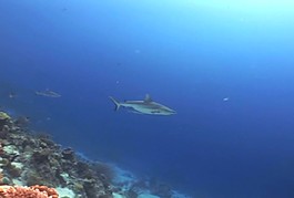 海洋生物素材下載