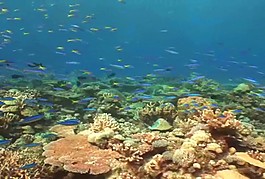 珊瑚礁