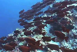海洋生物素材