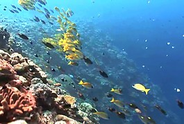 海洋生物模板