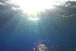 海底生物