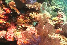 海底生物素材下載