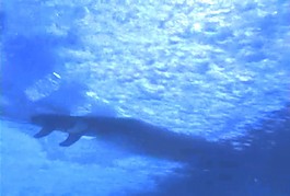 海底生物素材下載