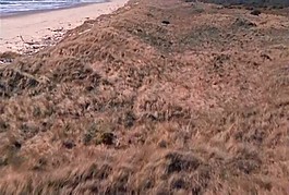 海灘模板下載