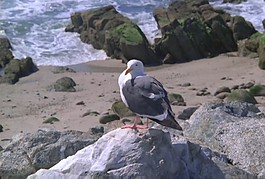 海灘素材
