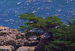 海底生物素材下載