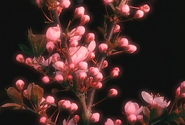 花草背景視頻素材