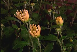 鮮花盛開(kāi)視頻素材模板下載