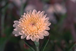 花朵視頻素材