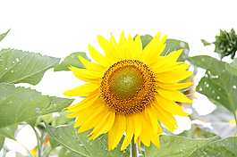 花朵素材