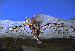 冰雪