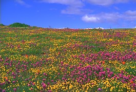 鮮花