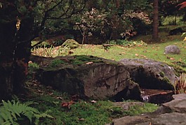 樹林