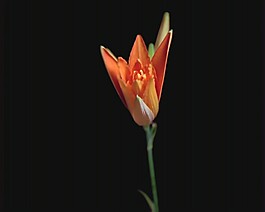 花朵視頻素材