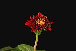 鮮花盛開(kāi)視頻素材模板下載