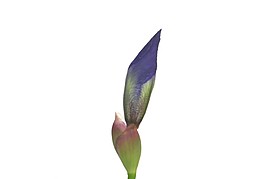 鮮花盛開視頻素材素材下載