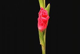 花朵背景視頻