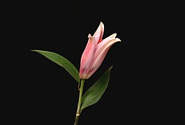 鮮花盛開視頻素材