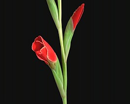 鮮花高清視頻素材