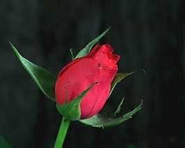 鮮花