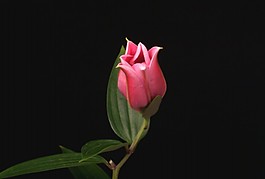 花朵視頻素材