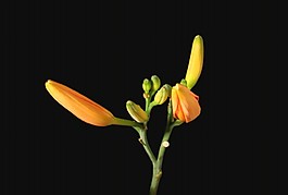 花朵開放視頻素材