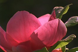花朵背景視頻