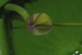 鮮花高清視頻素材