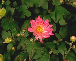 鮮花