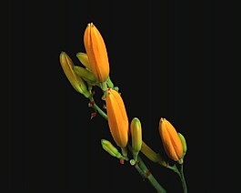 鮮花高清視頻素材素材下載