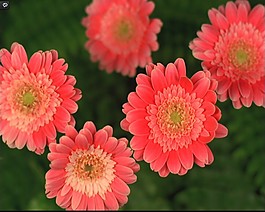 鮮花高清視頻素材模板下載
