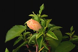 花朵背景視頻