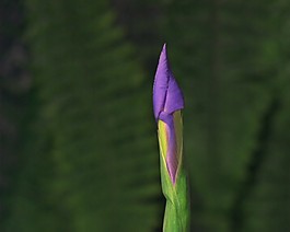 鮮花盛開(kāi)視頻素材素材下載