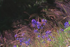 鮮花盛開(kāi)視頻素材素材下載